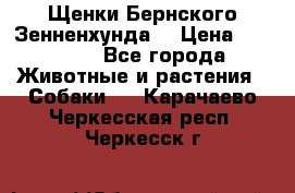 Щенки Бернского Зенненхунда  › Цена ­ 40 000 - Все города Животные и растения » Собаки   . Карачаево-Черкесская респ.,Черкесск г.